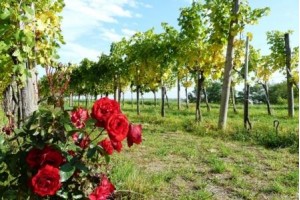 Bulgaria was the 4th largest wine producer in the 1970s ... Bulgaria was the 4th largest wine producer in the 1970s ...